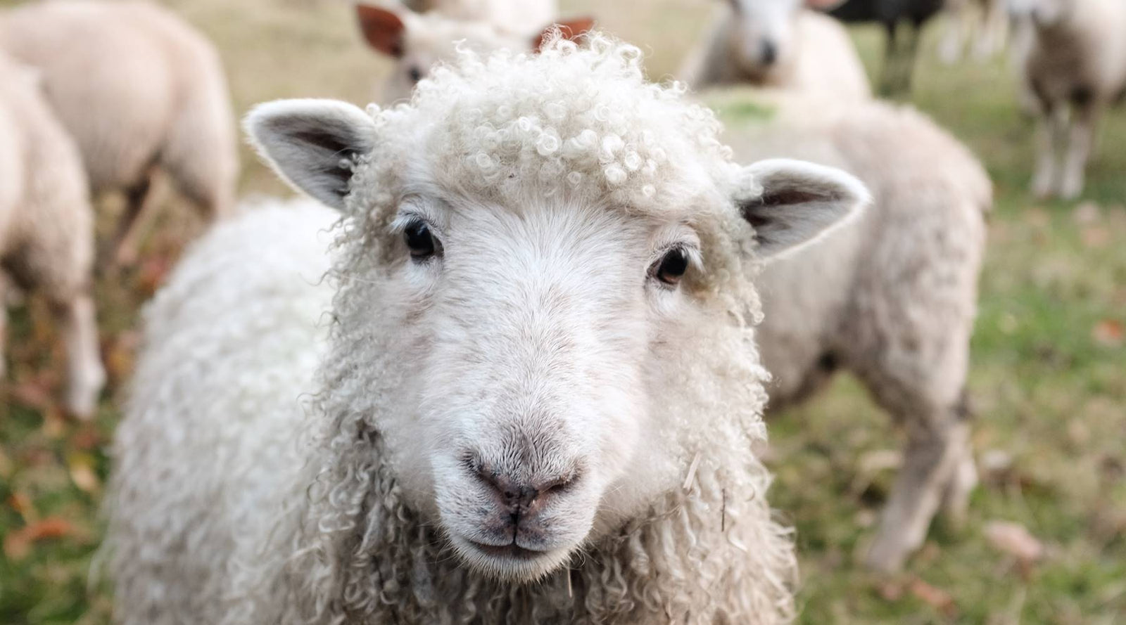 Flock of sheep.