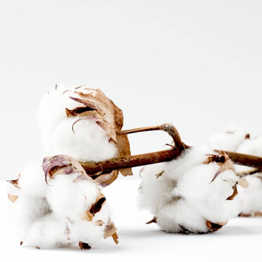 Branch with three organic cotton bolls attached.