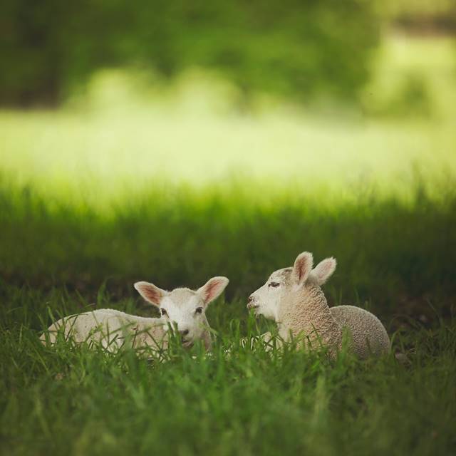 Two sheep lying in tall green grass.