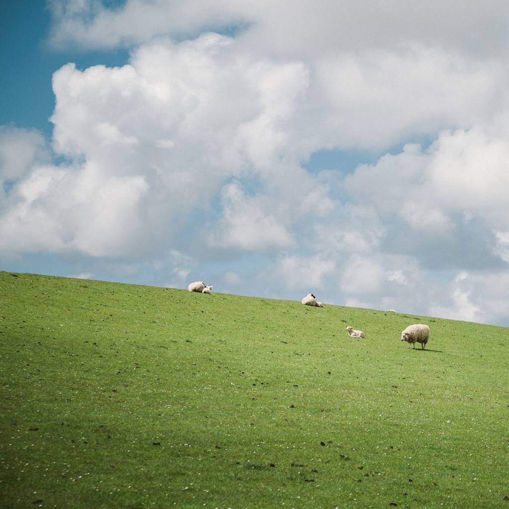 Flock on sheep on a green grassy hill with blue sky and white clouds