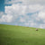 Flock of sheep on green grassy hill with blue skies and white clouds.