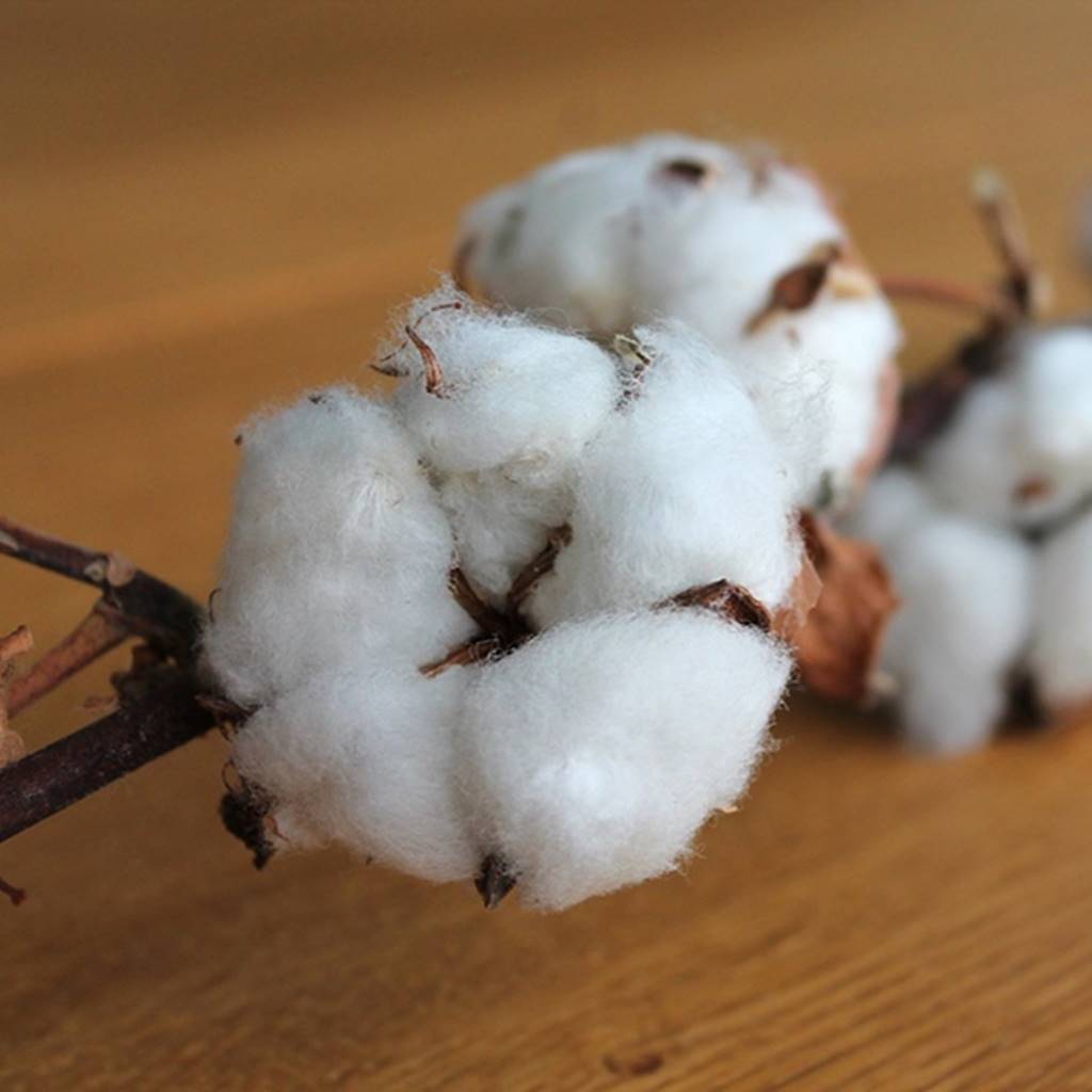 Pure white cotton boll and branch resting on wood table
