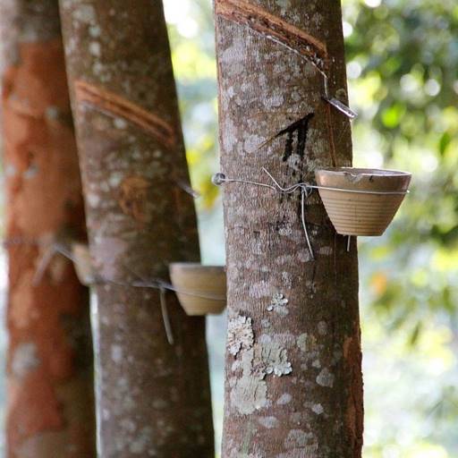 Incisions on the bark and collecting sap in vessels attached to rubber trees.